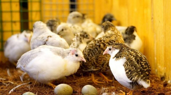 Kỹ Thuật Ghép Đàn Gà Rutin Đưa Gà Mới Vào Đàn Cũ An Toàn Không Đánh Nhau