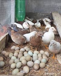 Kỹ Thuật Kích Thích Gà Rutin Đẻ Trứng Nhiều Hơn