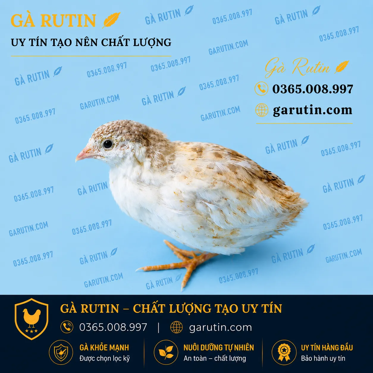 Trắng đốm vàng ( mái )