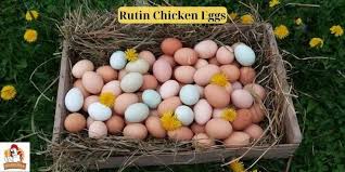 Trứng Gà Rutin — Cách Chế Biến, Bảo Quản & Những Món Ngon Từ Trứng Gà Rutin
